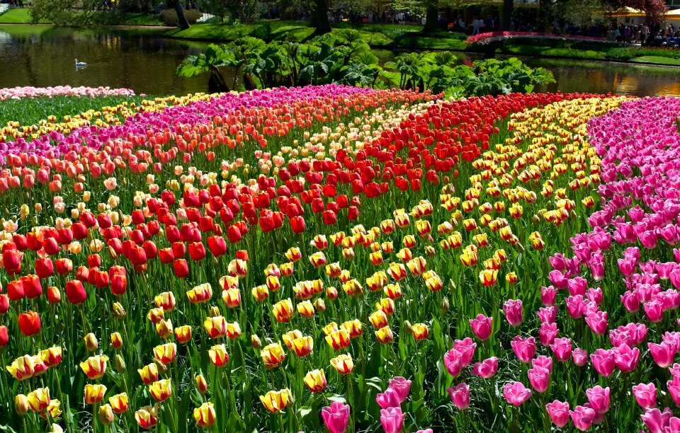 Flowers blossoms petals