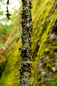 Green overgrown forest photo