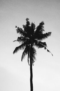 Tree beach summer photo