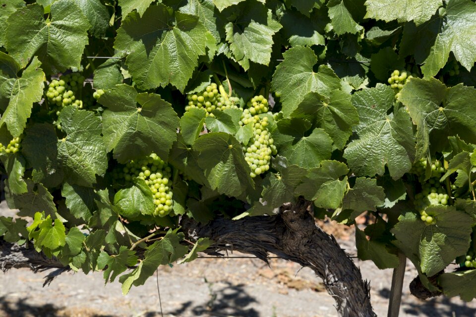 Winery fruit harvest