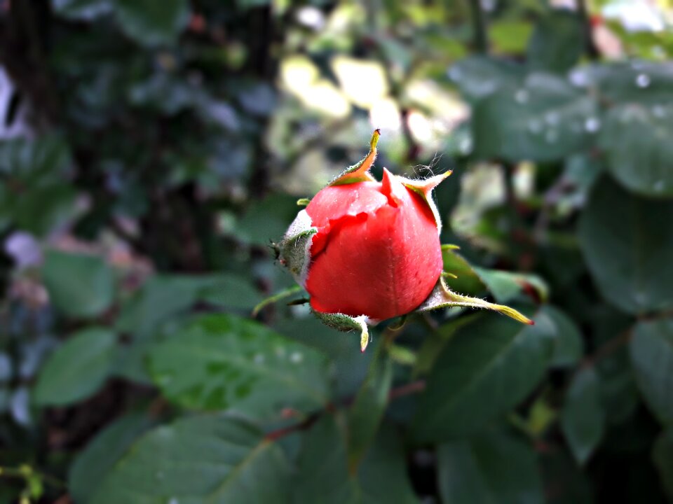 Flowers plant flowering