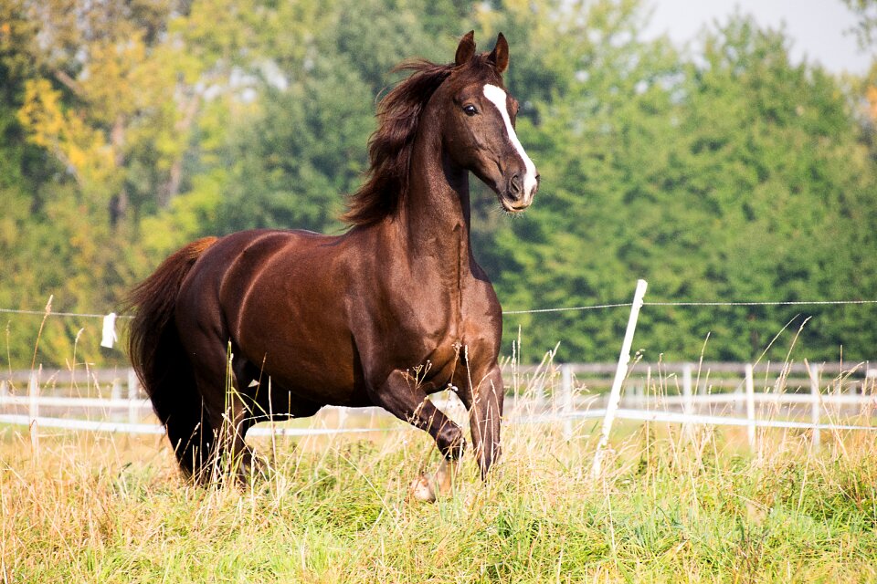 Brown american saddlebred mammal