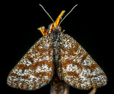 Bespozvonochnoe lepidoptera moth