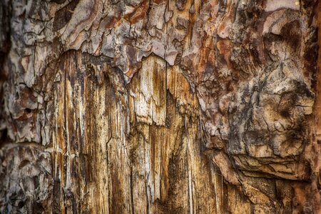 Tree wood texture photo