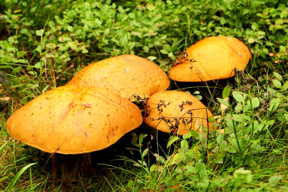 Forest ground blueberries