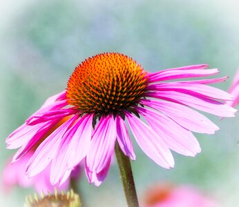 Flower nature coneflower
