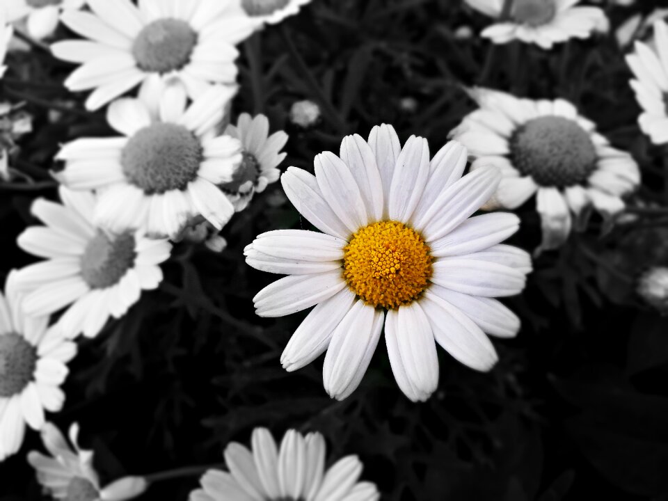 Flowers plant flowering