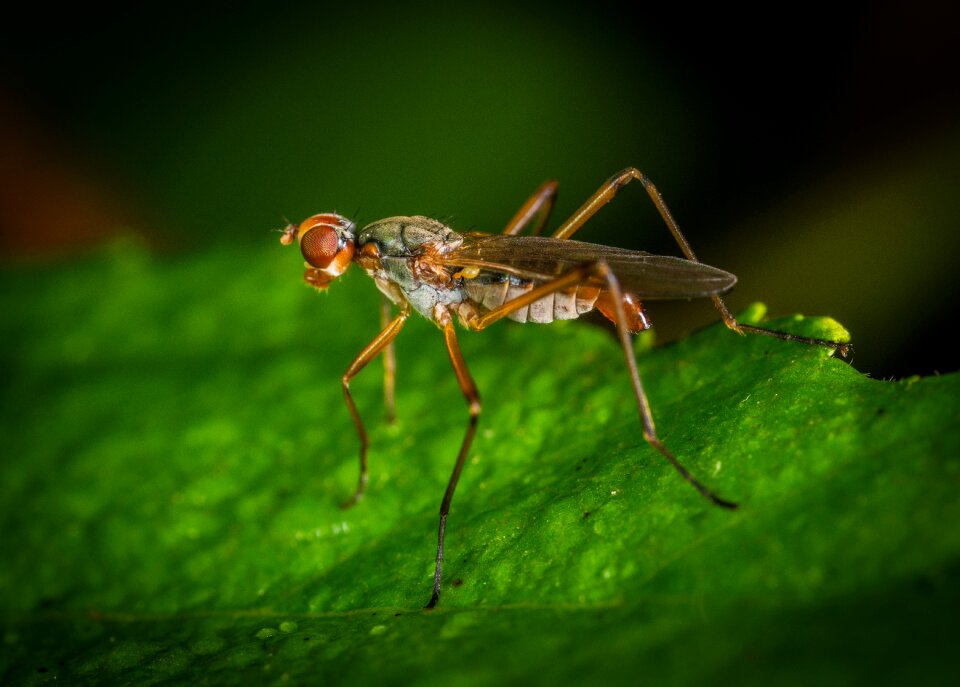 Modulenode diptera fly