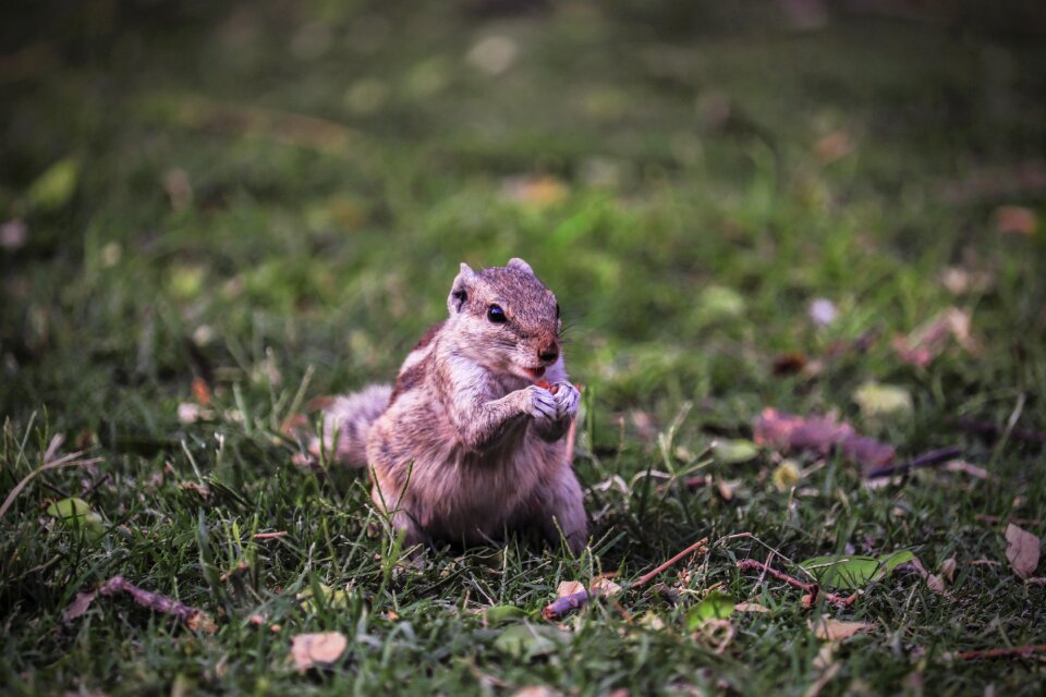 Wildlife animal little