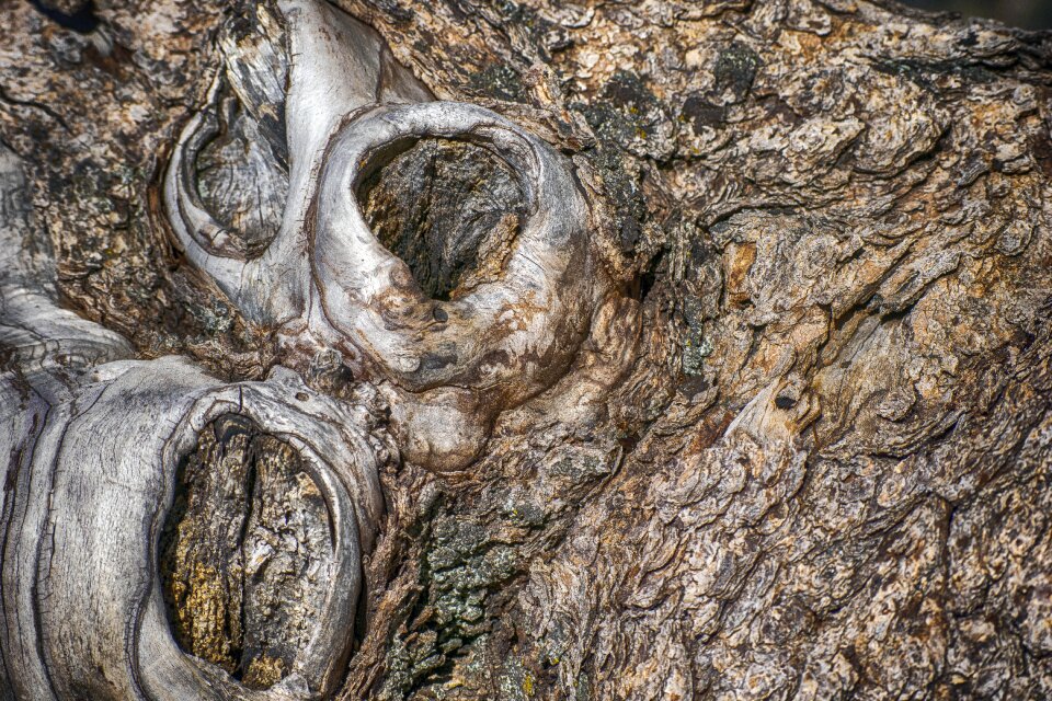 Knots structure tree