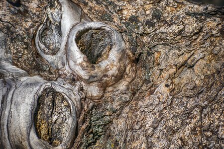 Knots structure tree