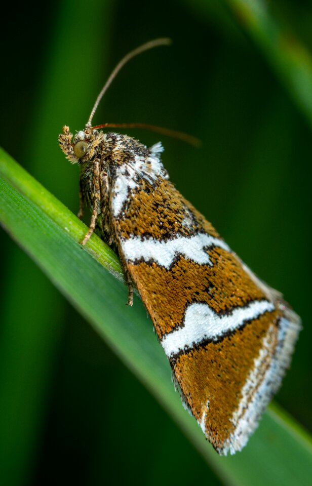 Lepidoptera scoop butterfly