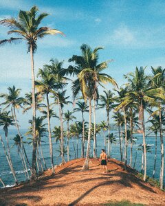 Coconut paradise exotic photo