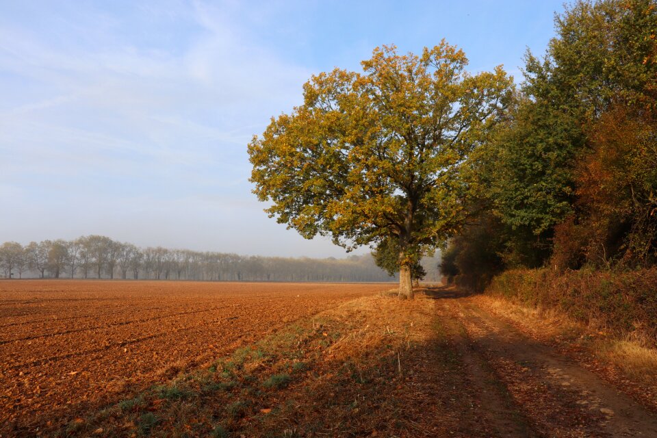 Trees nature rural