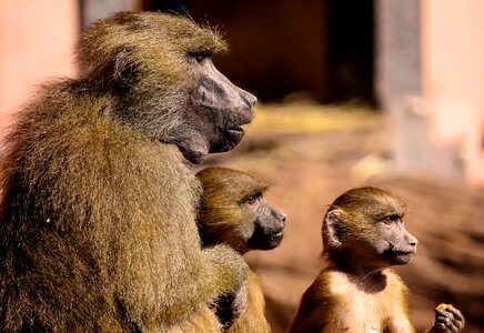 Sphinx-baboon family girlfriends