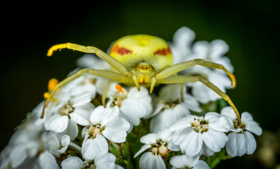 Paukoobraznoe flower spider flower