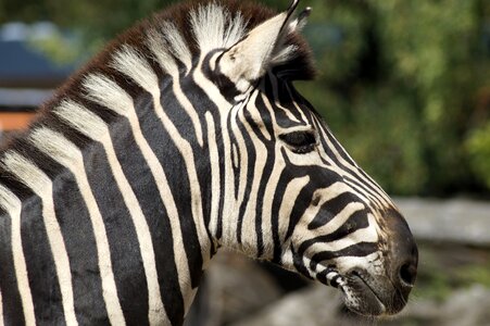 Stripes black and white like a horse