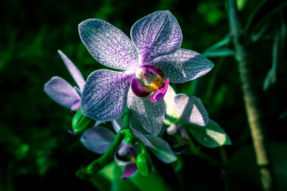 Flowers beautiful garden