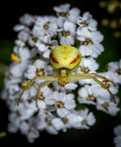 Bespozvonochnoe flower spider macro photo