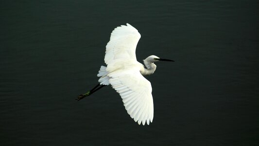 Avian water white photo