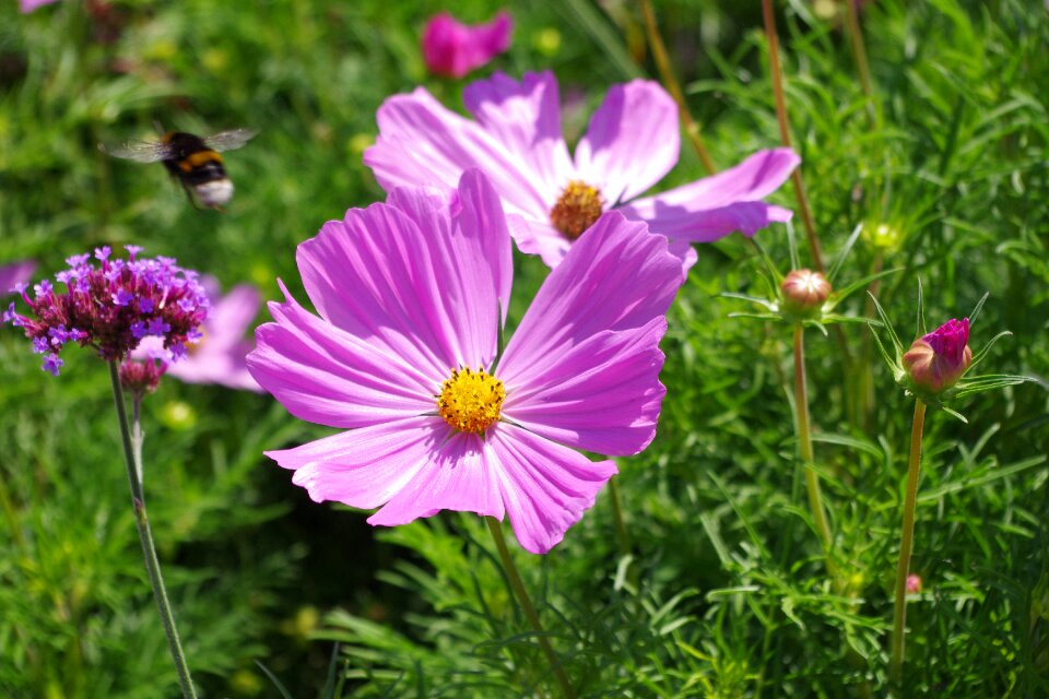 Garden plant flower