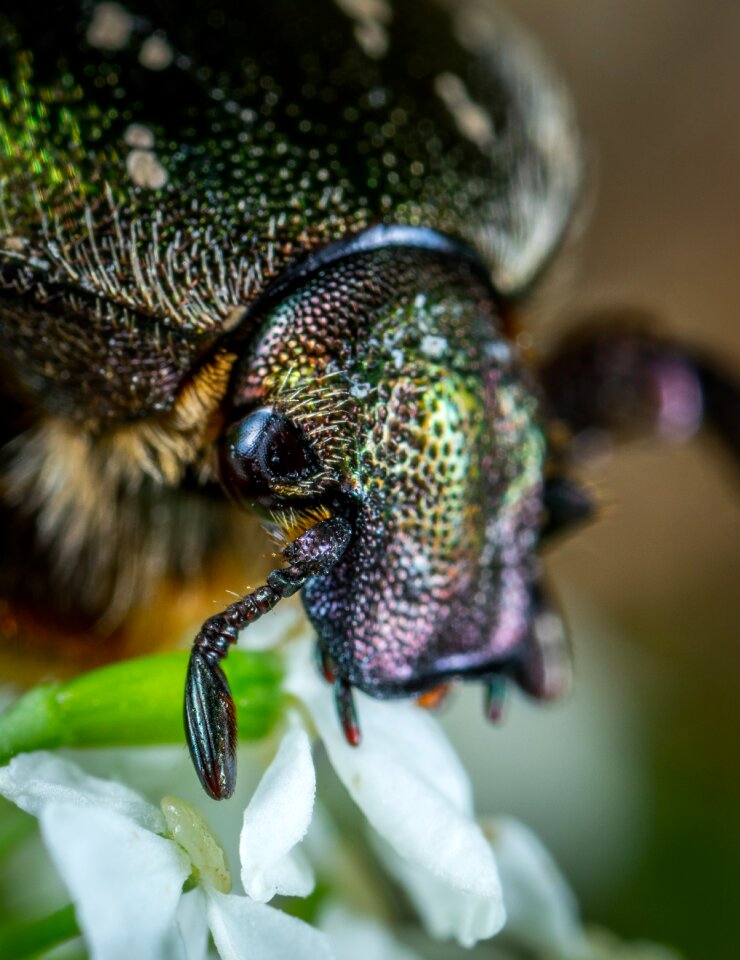 Coleoptera chafer portrait