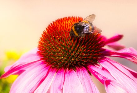 Bloom nectar close up photo