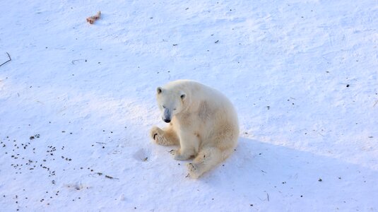 Frosty ice polar bear