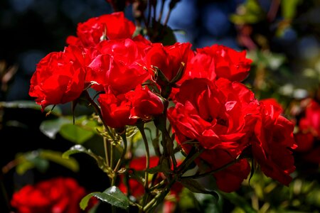 Flowers red petals photo