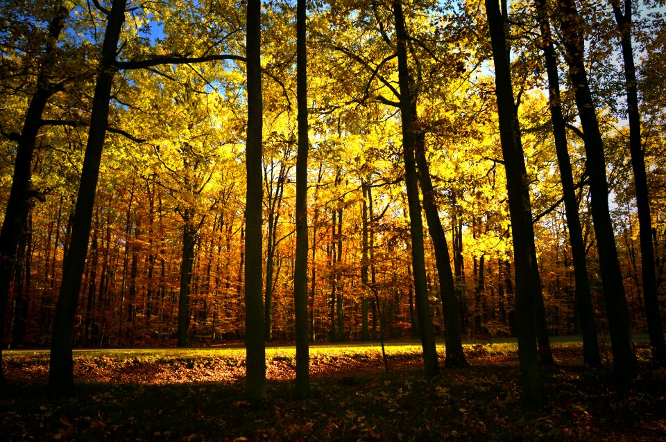 Trees light incidence of light