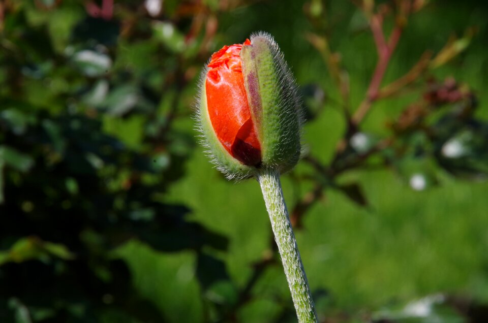 Spring blooms bud