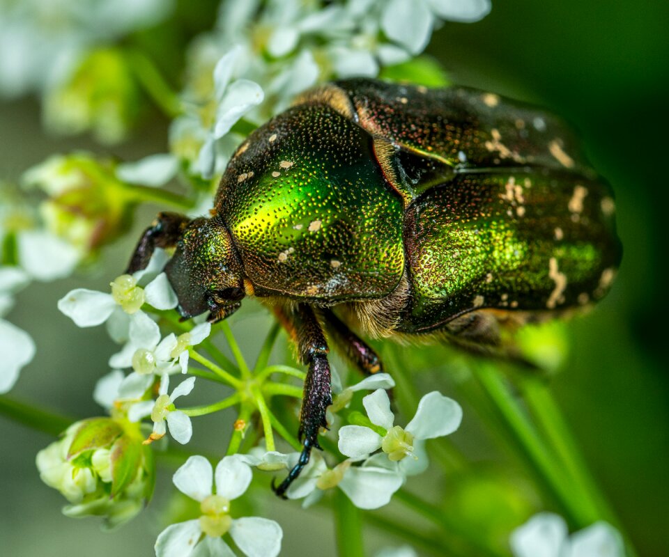 Coleoptera chafer beetle