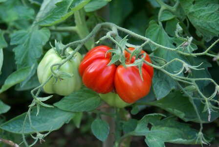 Vegetables red mature