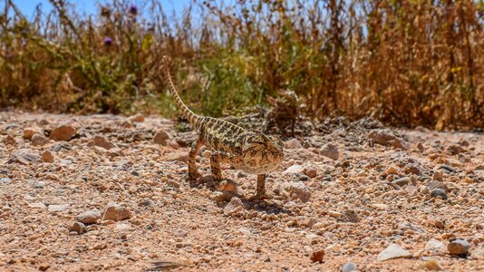 Reptile camouflage adaptation
