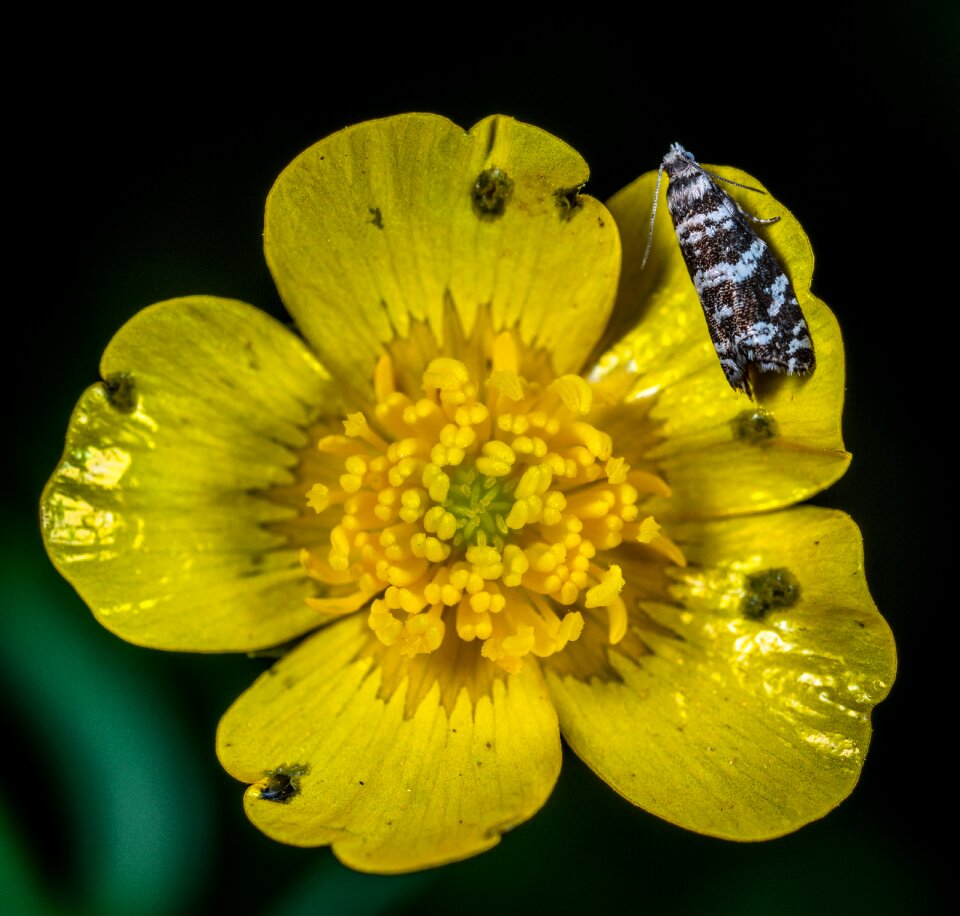 Macro insect lepidoptera