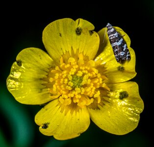 Macro insect lepidoptera