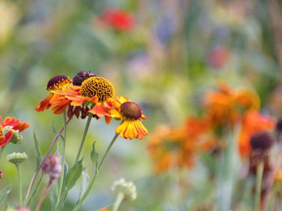 Nature colorful pointed flower