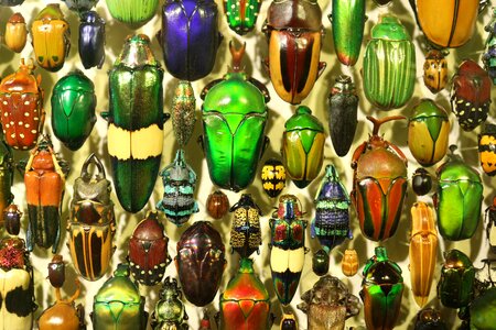 Beetle beetles metal