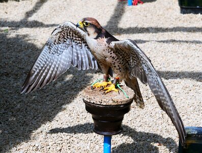 Lanner wildlife raptor