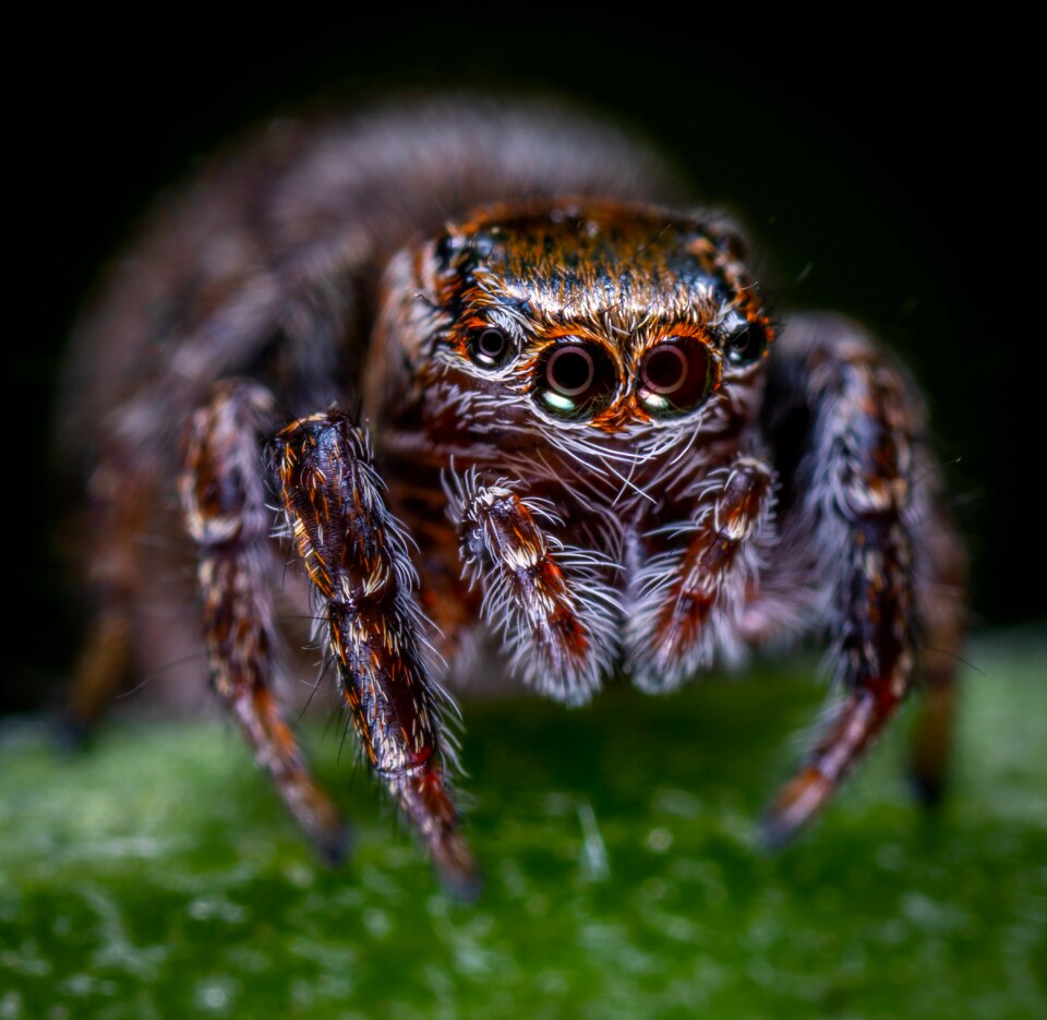 Bespozvonochnoe spider-racer macro