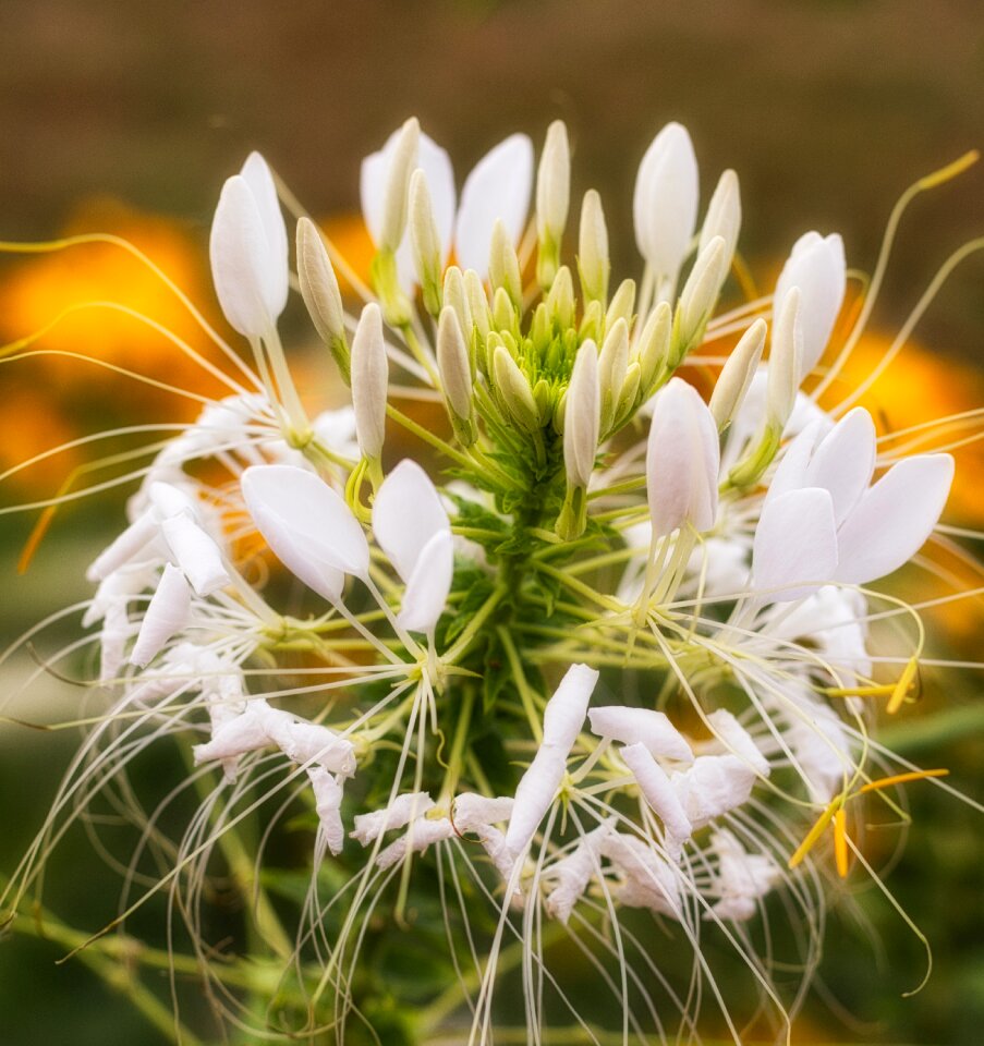 Bloom nature close up