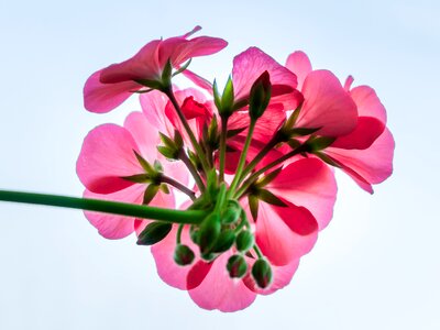 Plants flowers beautiful