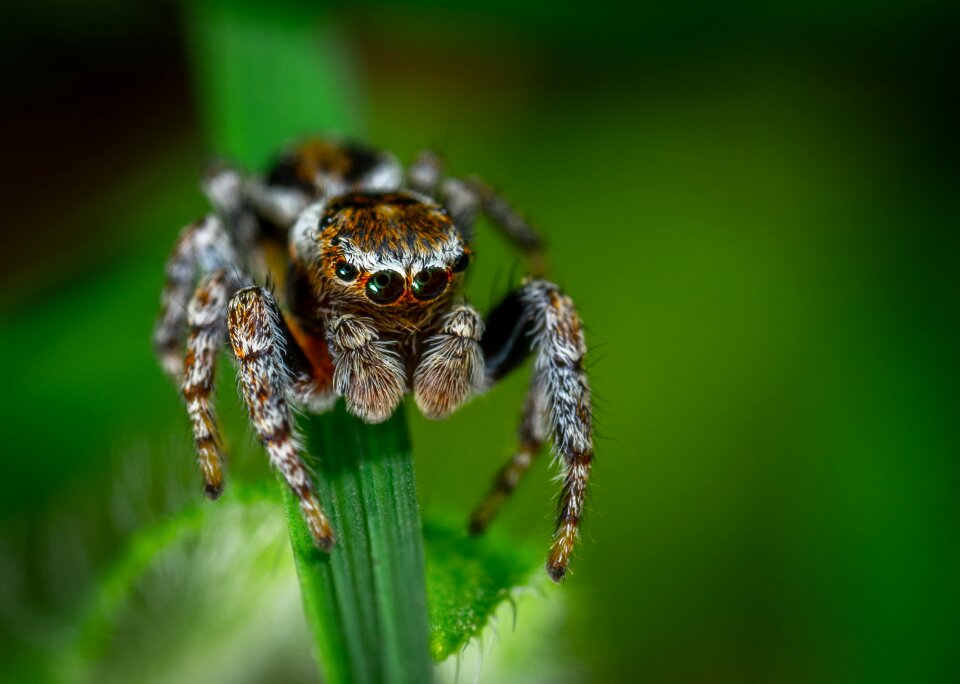 Bespozvonochnoe spider-racer macro