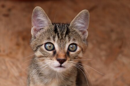 Baby cat small getiegert photo