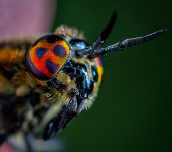 Insect eyes bespozvonochnoe