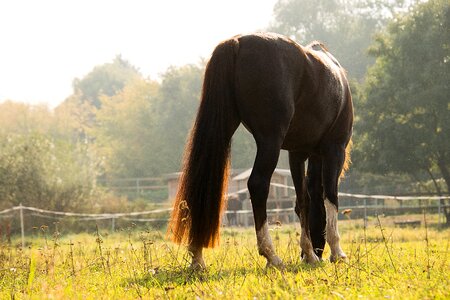 Brown animal mare