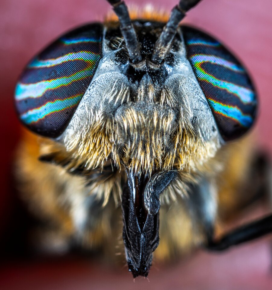 Insect eyes bespozvonochnoe