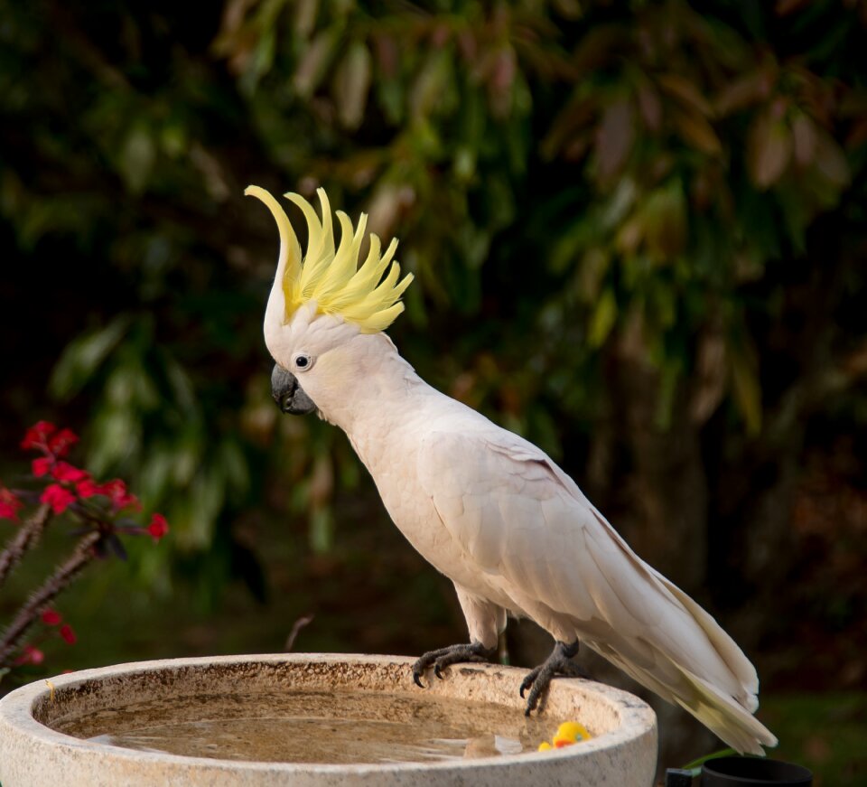 Bird feather white photo