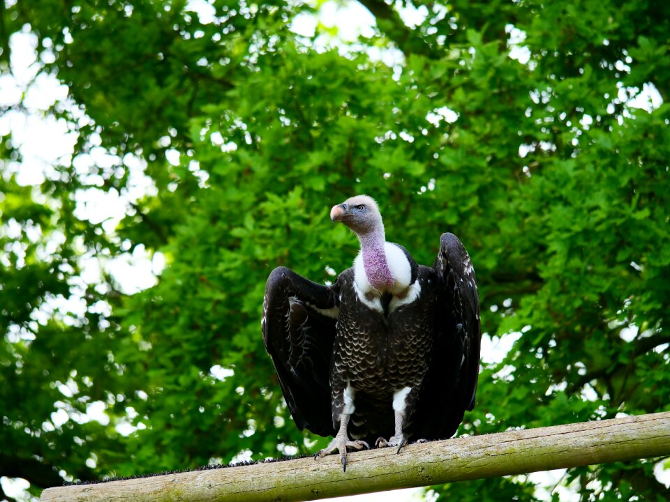 Nature africa wildlife