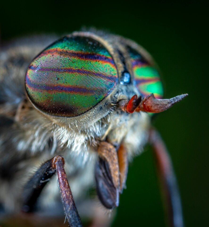 Insect eyes bespozvonochnoe